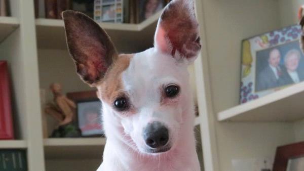 /Images/uploads/Louies Legacy Animal Rescue/cutest-rescue-pet-2023/entries/28127thumb.jpg